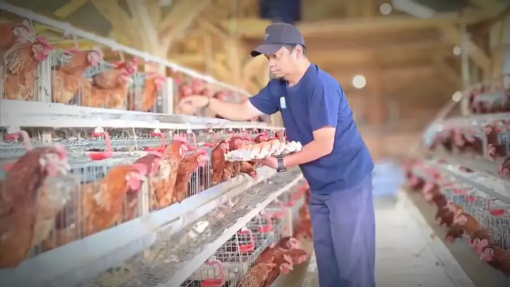 Ayam Petelur Bumdes Paniis