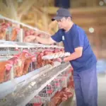 Ayam Petelur Bumdes Paniis