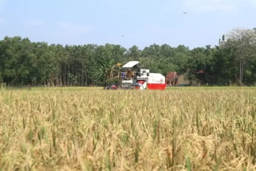 Panen Padi Tuntas 78 Persen Jadi Penyangga Pangan Awal Tahun 2026