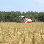 Panen Padi Tuntas 78 Persen Jadi Penyangga Pangan Awal Tahun 2026