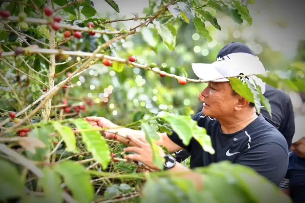 Kopi Kuningan Tembus Panggung Dunia