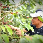 Kopi Kuningan Tembus Panggung Dunia